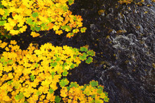 Yellow Maple Leaves Floating In River