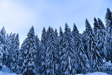 Alberi Foresta Neve Nevicata Alaska Bosco Neveicata Pini Abeti Neve Freddo Inverno 