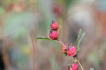 Poster - Close up of Roselle flowers