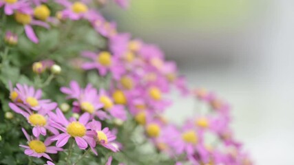 Wall Mural - Close-up of beautiful flowers against a blurred background at Shilin Residence Chrysanthemum Show in Taipei, Taiwan.