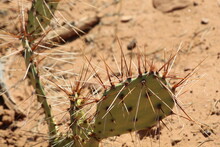 Prickly Pear Cactus Close Up