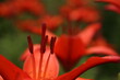 Close up detail of flowering orange lily