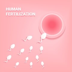 Sperm that runs towards the egg. Human fertilization. Illustration vector
