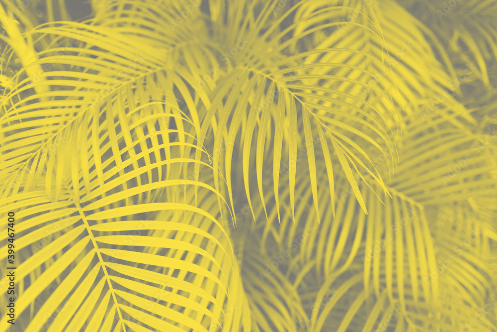 trendy-design-nature-and-background-concept-close-up-of-ultra-violet-palm-tree-leaves
