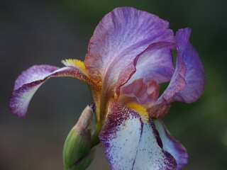 Wall Mural - Beautiful blooming single iris on a garden bed on a spring day.