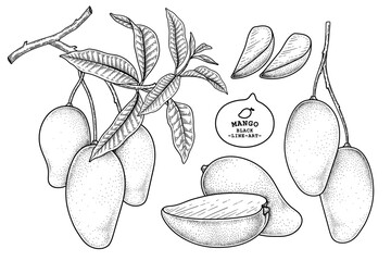 Wall Mural - Set of mango fruit hand drawn elements botanical illustration