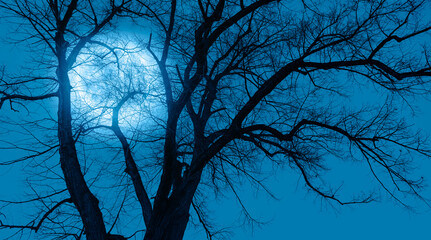 Poster - Silhouette of barren lone tree with Blue full moon