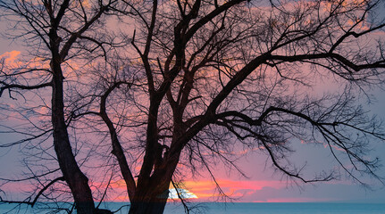 Aufkleber - Silhouette of barren lone tree with amazing sunset sky