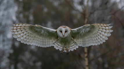 flying barn owl (tyto alba), hunting. bokeh autumn background. noord brabant in the netherlands. fro