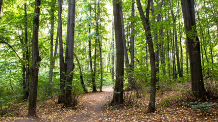  A forest in Chisinau, Moldova