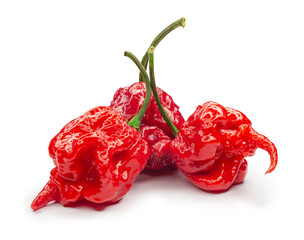 Carolina Reaper, the hottest chile pepper Capsicum chinense, whole ripe pod, isolated on white background. Superhot or extremely hot chile pepper