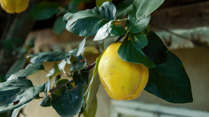 Wall Mural - A growing yellow quince