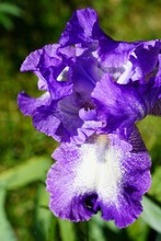 Close Up Of A Purple And White Bearded Iris Flower In Bloom
