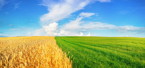 Wall Mural - Natural landscape with green grass, field of Golden ripe wheat and blue sky with white clouds and horizon line. Colorful summer panorama nature of combination of yellow and green fields in sunny day.