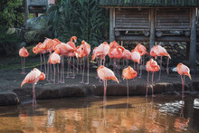 Group Of Flamingos On The Edge Of  A Puddle In The Netherlands