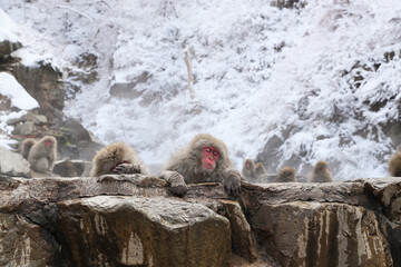 Snow monkeys soak in hot springs of Japan (温泉に入るニホンザル)