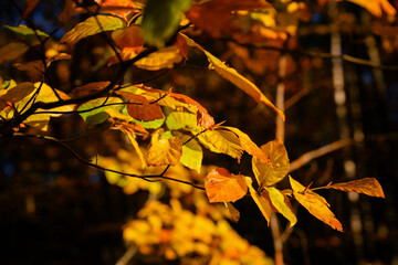 Wall Mural - Orange beech leaves in the morning sun.