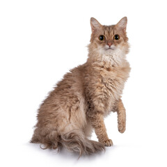 Sweet young adult cinnamon LaPerm cat, sitting side ways with one paw playful in air. Looking towards camera. Isolated on white background.