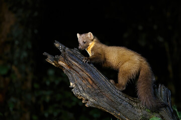 Wall Mural - european pine marten (martes martes), also known as the pine marten or the european marten, searchin
