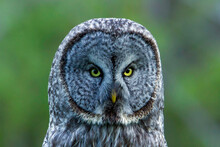 Noordamerikaanse Laplanduil, Great Grey Owl (North-American), Strix Nebulosa Nebulosa