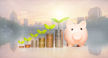 Business Investment And Saving Money Concept, Investor Coin Stacking With Piggy Bank And Green Plant Growing With Savings Money On Photo Blur Cityscape On Sunlight Background.