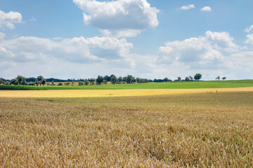 Wall Mural - rural scenery at summer time