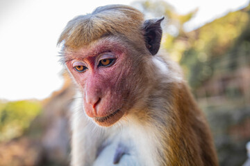 portrait of macaque