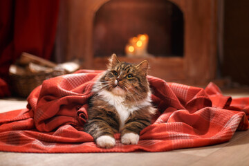 Wall Mural - Christmas cat on a red plaid at home. Cute striped pet by the fireplace on holiday