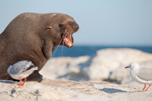 Wild Cranky Seal Scares Seagulls In Kaikoura Peninsula