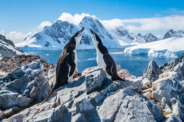 Wall Mural - cute penguins