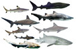 Various types of shark such as whale, sand tiger, hammerhead, blacktip and zebra on white isolation background
