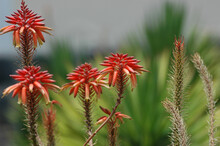Red Aloe Vera Flowers In Clusters Showing Different Stages Of Flowering, A Succulent Exotic Plant Growing Naturally In Tropical Climates And Highly Appreciated For Its Ornamental Or Medicinal Benefits