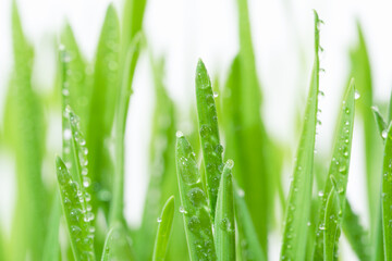 Wall Mural - Fresh green wheat grass with drops dew