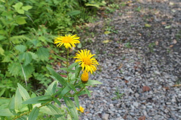 Inula salicina L. var. asiatica Kitam