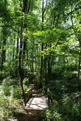  wooden bridge in the summer dense forest