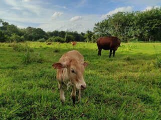 cow and calf