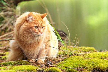 portrait red fur cat in green summer grass near big tree in forest with sun glare in background