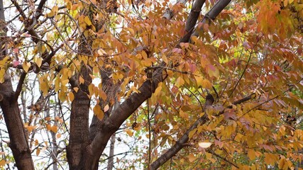 several orange and red leaves falling out of a tree durring the autumn season and blowing in the win