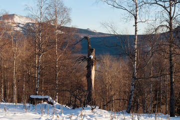 winter in the forest