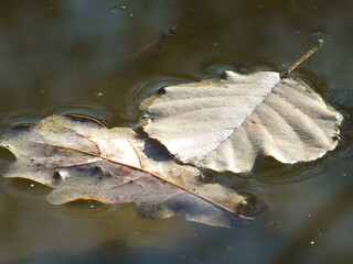 two autumn leaves on the surface of the water