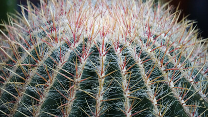 Wall Mural - cactus close-up