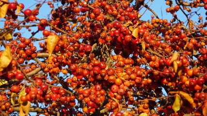 Wall Mural - Bunch of berries in winter