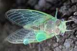 Fototapeta  - Cigale adulte quelques heures après sa naissance, elle n'a pas ses couleurs définitives Adult cicada a few hours after its birth, it does not have its definitive colors
