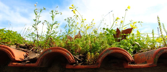 Banner of plants on the roof with the sky in the background. Dry leaves, green plants and flowering plants.