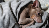 Fototapeta Łazienka - Cute little terrier lies in a grey blanket and sweetly sleeps pretty smiling. Domestic animal concept.