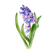Hyacinth Flower. Watercolor Spring Hand Painted Botanical Illustration.