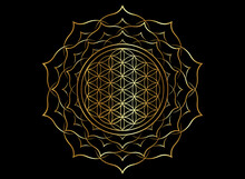Flower Of Life, Yantra Mandala In The Golden Lotus Flower, Sacred Geometry, Metatron Cube. Bright Luxury Symbol Of Harmony And Balance. Mystical Gold Talisman, Vector Isolated On Black Background 