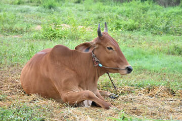 Domestic cow which local people fed outdoor near their backyard. Selective focus.