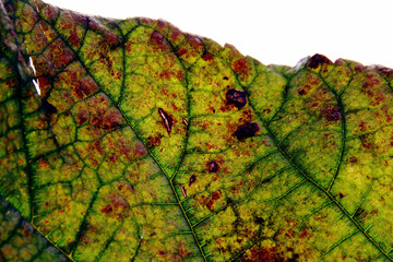 Wall Mural - Close up of dried mulberry leaf