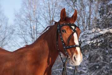 Wall Mural - horse in the snow